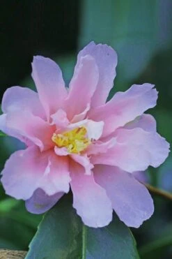 Winter's Toughie Cold Hardy Camellia - 1 Gallon Pot -Garden Plant Seeds Camellia Winters Toughie 1