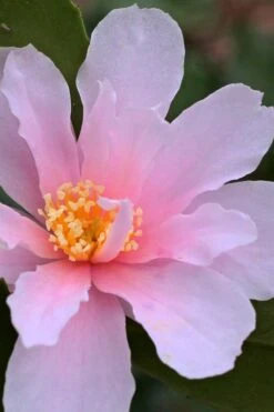 Winter's Toughie Cold Hardy Camellia - 1 Gallon Pot -Garden Plant Seeds Camellia Winters Toughie 3