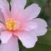 Winter's Toughie Cold Hardy Camellia - 1 Gallon Pot -Garden Plant Seeds Camellia Winters Toughie 7