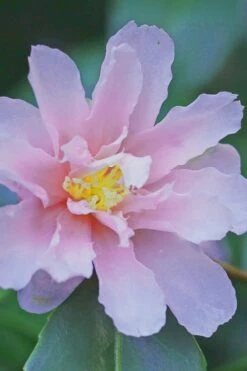 Winter's Toughie Cold Hardy Camellia - 1 Gallon Pot -Garden Plant Seeds Camellia Winters Toughiet 6