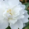Winter's Waterlily Cold Hardy Camellia - 1 Gallon Pot -Garden Plant Seeds Camellia Winters Waterlily