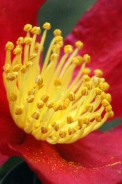 Yuletide Camellia Sasanqua - 1 Gallon Pot -Garden Plant Seeds Camellia Yuletide 30