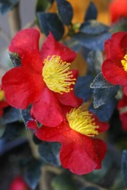 Yuletide Camellia Sasanqua - 1 Gallon Pot -Garden Plant Seeds Camellia Yuletide 32