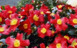 Yuletide Camellia Sasanqua - 1 Gallon Pot -Garden Plant Seeds Camellia Yuletide 34