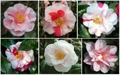 Lady Vansittart Multicolor Camellia Japonica - 2 Gallon Pot 14 Lady Vansittart Multicolor Camellia Japonica - 2 Gallon Pot -Garden Plant Seeds CamelliaLadyVasittart 2