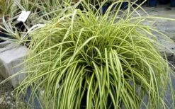 Evercolor Everoro Carex - 1 Gallon Pot -Garden Plant Seeds Carex Everoro 2