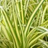 Evercolor Everoro Carex - 1 Gallon Pot -Garden Plant Seeds Carex Everoro 500x750 1
