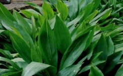 Cast Iron Plant - 1 Gallon Pot -Garden Plant Seeds Cast Iron Plant 1