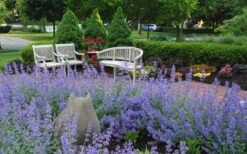 Walker's Low Catmint (Nepeta X Faassenii) - 5 Pack Of Quart Pots -Garden Plant Seeds Catmint Walkers Low 1