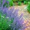 Walker's Low Catmint (Nepeta X Faassenii) - 5 Pack Of Quart Pots -Garden Plant Seeds Catmint Walkers Low 3