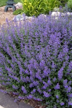 Walker's Low Catmint (Nepeta X Faassenii) - 1 Gallon Pot -Garden Plant Seeds Catmint Walkers Low 4 1