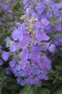 Walker's Low Catmint (Nepeta X Faassenii) - 5 Pack Of Quart Pots -Garden Plant Seeds Catmint Walkers Low 5