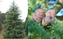 Deodar Cedar - 2 Gallon Pot -Garden Plant Seeds Cedar Deodar Foliage Cones