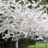 Yoshino Flowering Cherry Tree - 2 Gallon Pot -Garden Plant Seeds Cherry Yoshino 1