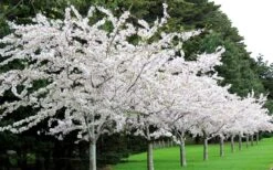 Yoshino Flowering Cherry Tree - 2 Gallon Pot -Garden Plant Seeds Cherry Yoshino 2