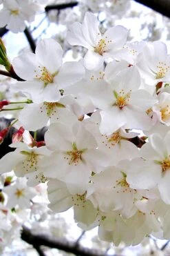 Yoshino Flowering Cherry Tree - 2 Gallon Pot -Garden Plant Seeds Cherry Yoshino 3