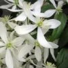 Snowdrift Evergreen Clematis Armandii - 5 Gallon Pot -Garden Plant Seeds Clematis Armandii Snowdrift 500x750 1