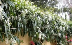 Snowdrift Evergreen Clematis Armandii - 5 Gallon Pot -Garden Plant Seeds Clematis Armandii Snowdrift 51