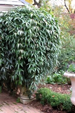 Snowdrift Evergreen Clematis Armandii - 5 Gallon Pot -Garden Plant Seeds Clematis Armandii Snowdrift 52