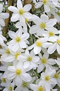 Avalanche Evergreen Clematis - 2 Gallon Pot -Garden Plant Seeds Clematis Avalanche 10