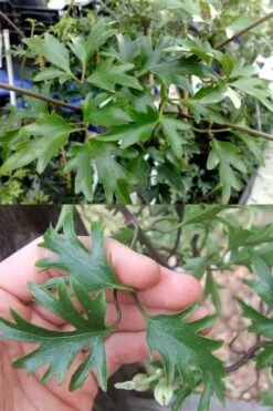 Avalanche Evergreen Clematis - 2 Gallon Pot -Garden Plant Seeds Clematis Avalanche 15