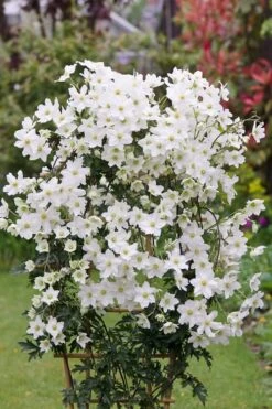 Avalanche Evergreen Clematis - 2 Gallon Pot -Garden Plant Seeds Clematis Avalanche 5