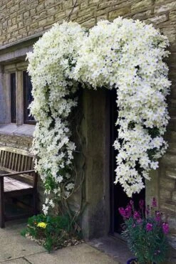 Avalanche Evergreen Clematis - 2 Gallon Pot -Garden Plant Seeds Clematis Avalanche 7