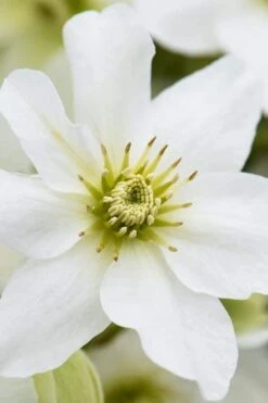 Avalanche Evergreen Clematis - 2 Gallon Pot -Garden Plant Seeds Clematis Avalanche 8