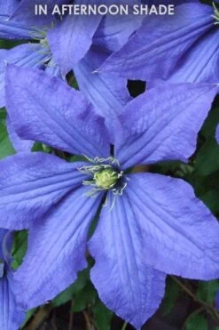 Rhapsody Clematis - 1 Gallon Pot -Garden Plant Seeds Clematis Rhapsody in shade