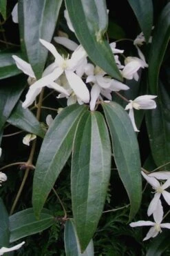 Snowdrift Evergreen Clematis Armandii - 5 Gallon Pot -Garden Plant Seeds Clematis Snowdrift 21