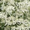 Sweet Autumn Clematis Terniflora - 3 Gallon Pot -Garden Plant Seeds Clematis Sweet Autumn 1 1