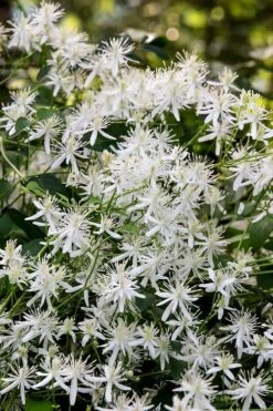 Sweet Autumn Clematis - 1 Gallon Pot -Garden Plant Seeds Clematis Sweet Autumn 2