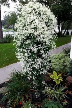 Sweet Autumn Clematis - 1 Gallon Pot -Garden Plant Seeds Clematis Sweet Autumn 4