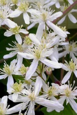Sweet Autumn Clematis Terniflora - 3 Gallon Pot -Garden Plant Seeds Clematis Sweet Autumn 5 1