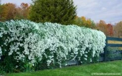 Sweet Autumn Clematis - 1 Gallon Pot -Garden Plant Seeds Clematis Sweet Autumn 6