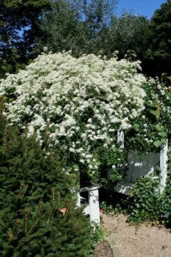 Sweet Autumn Clematis - 1 Gallon Pot -Garden Plant Seeds Clematis Sweet Autumn 7