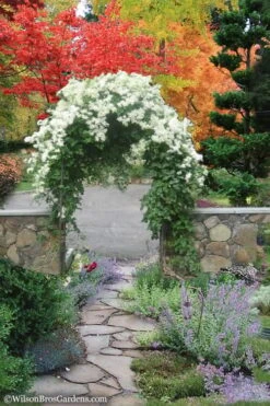 Sweet Autumn Clematis Terniflora - 3 Gallon Pot -Garden Plant Seeds Clematis Sweet Autumn 8 1