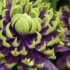 Taiga Clematis - 2 Gallon Pot -Garden Plant Seeds Clematis Taiga 1