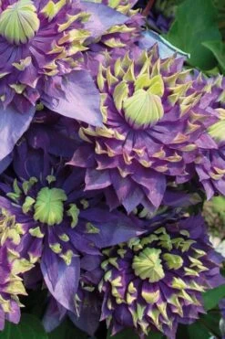 Taiga Clematis - 2 Gallon Pot -Garden Plant Seeds Clematis Taiga 3