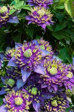 Taiga Clematis - 2 Gallon Pot -Garden Plant Seeds Clematis Taiga 4