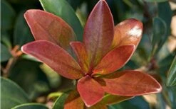 Bronze Beauty Cleyera - 3 Gallon Pot -Garden Plant Seeds Cleyera Bronze Beauty 2