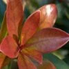 Bronze Beauty Cleyera - 3 Gallon Pot -Garden Plant Seeds Cleyera Bronze Beauty Rev 500x750 1
