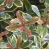 Juliet Cleyera Japonica - 2 Gallon Pot -Garden Plant Seeds Cleyera Juliet 1
