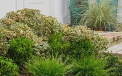 Juliet Cleyera Japonica - 2 Gallon Pot 9 Juliet Cleyera Japonica - 2 Gallon Pot -Garden Plant Seeds Cleyera Juliet 2