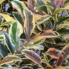 Romeo Variegated Cleyera Japonica - 2 Gallon Pot -Garden Plant Seeds Cleyera Romeo 2