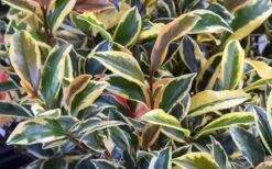 Romeo Variegated Cleyera Japonica - 2 Gallon Pot -Garden Plant Seeds Cleyera Romeo 3