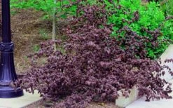 Red Dragon Contorted Filbert - Corylus Avellena - 1 Gallon Pot -Garden Plant Seeds Contorted Filbert Red Dragon 5