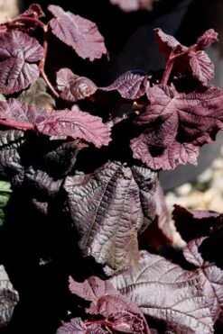 Red Dragon Contorted Filbert - Corylus Avellena - 1 Gallon Pot -Garden Plant Seeds Contorted Filbert Red Dragon 8
