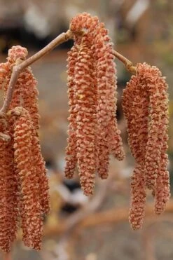 Red Dragon Contorted Filbert - Corylus Avellena - 1 Gallon Pot -Garden Plant Seeds Contorted Filbert Red Dragon 9