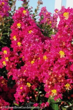 Berry Dazzle Dwarf Crape Myrtle - 1 Gallon Pot 11 Berry Dazzle Dwarf Crape Myrtle - 1 Gallon Pot -Garden Plant Seeds Crape Myrtle Berry Dazzle 11